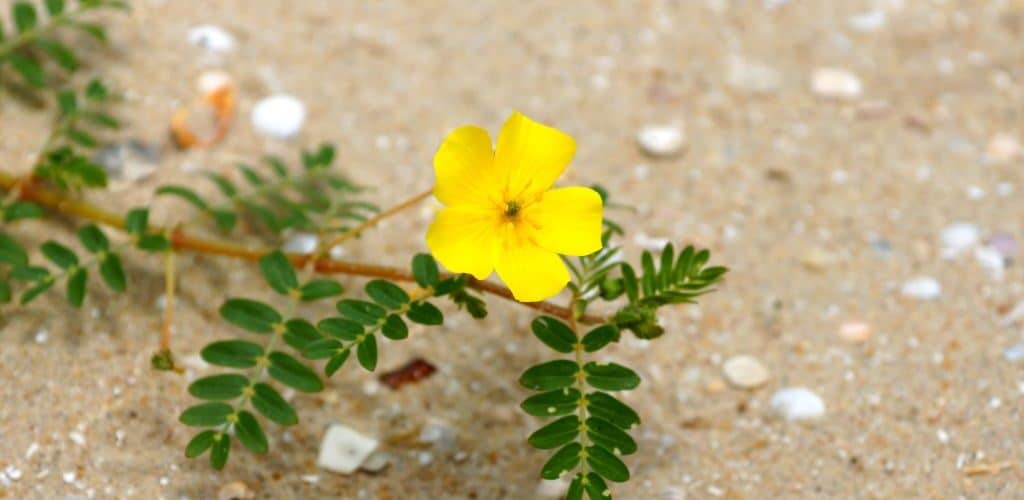 What Are The Top 5 Health Benefits of Tribulus